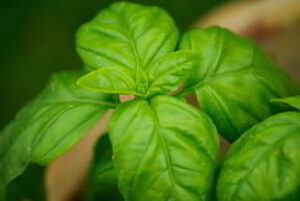 basil leaves - ready to be crushed and added to water to make an anti microbial water