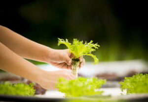 hydroponic palnt roots should be white