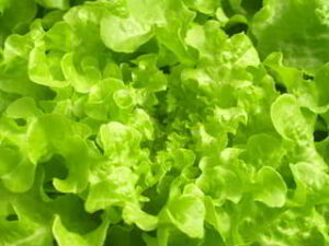 salad leaves grown hydroponically