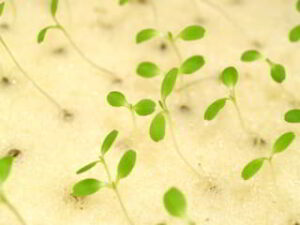 seedlings sprouting