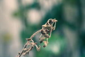 dying plant leaves