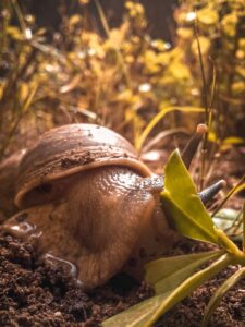 snail eating leaf