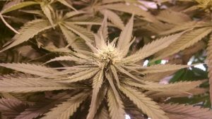 gardening in the winter indoors : marijuana