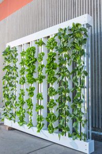 wall garden