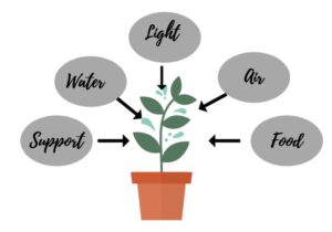 5 things a plant needs to thrive : all elements