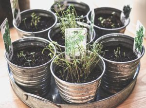 hydroponics vs soil growing : soil