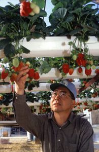 hydroponics vs soil growing :good hydroponics