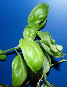 basil leaves