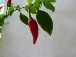 last stage red chillis