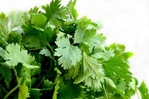 growing cilantro hydroponically opening 