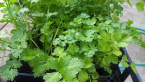 cilantro growing