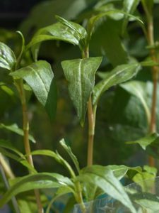 vietnamese cilantro