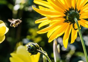 bee approaching to pollinate