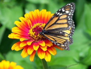 butterfly pollinating flower