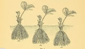 planting height of strawberry crowns