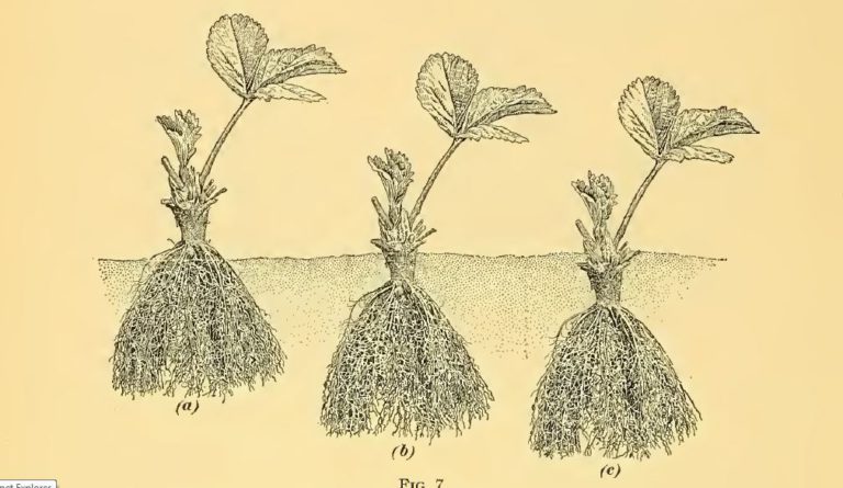What’s In Your Strawberry ? The Reason You Should Grow Them In Your