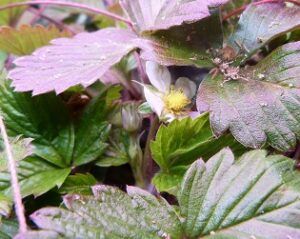 first aerogarden strawberry flower