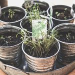 growing herbs in compost