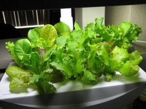 aerogarden with salad crop