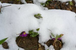 garden in winter