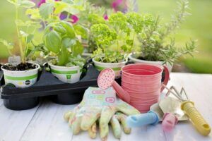 pots planted with herbs