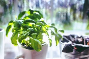 basil growing in a cup