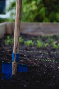 herb seedlings in a garden setting